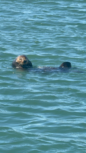 Southern Sea Otter observed by armaan_herper