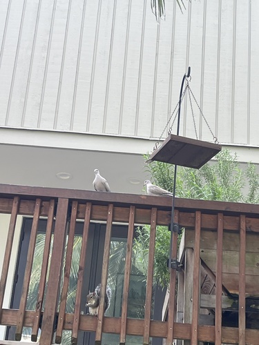 Eurasian Collared-Dove observed by sophiarlee