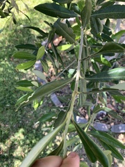 Olea europaea