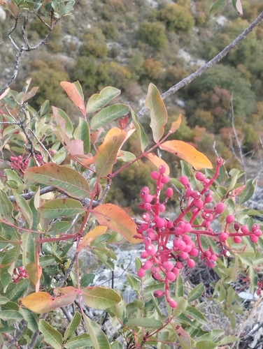 terebinth