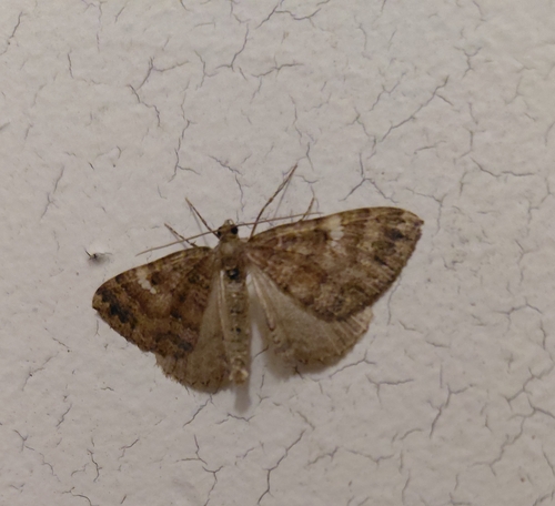 Larentia malvata