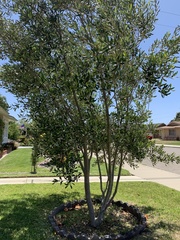 Olea europaea