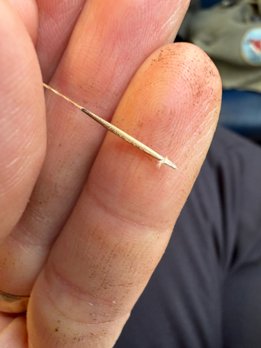 Aristida tuberculosa, 2026-10-17