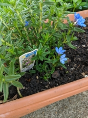 Lithodora