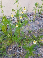 Viola arvensis
