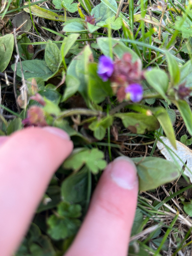 common selfheal