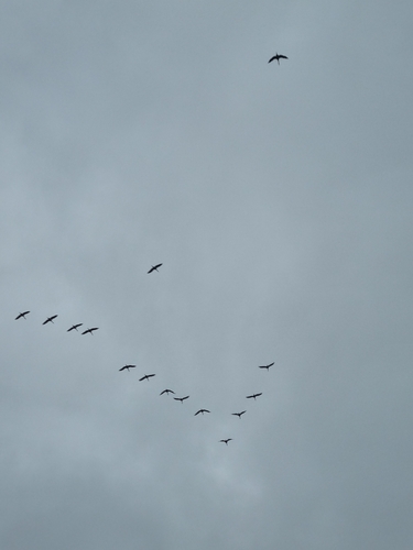 Common Crane