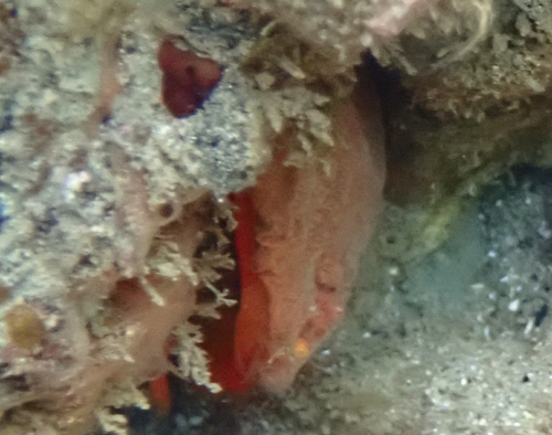 Crassadoma gigantea, 2026-10-17