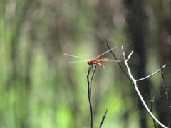 Tramea carolina