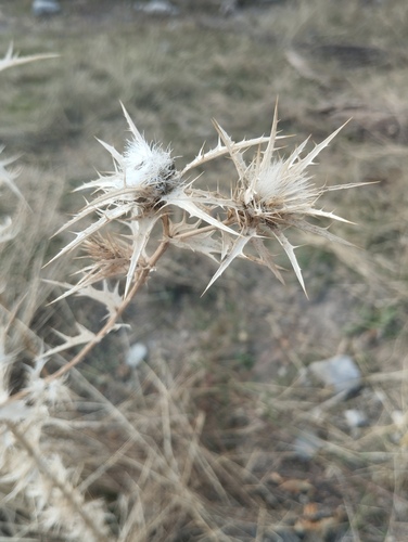 woolly distaff thistle