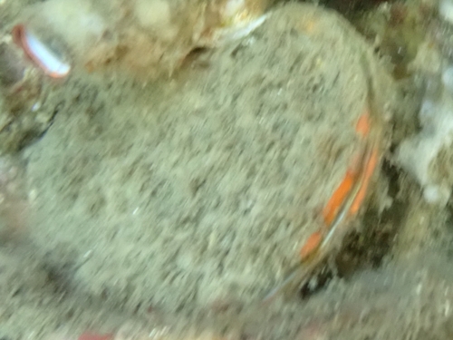 Crassadoma gigantea, 2026-10-17