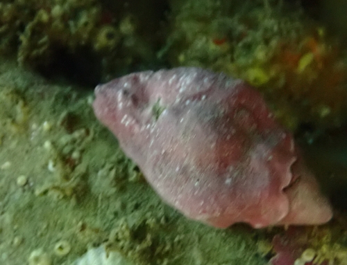 Ceratostoma nuttalli observed 2026-10-17