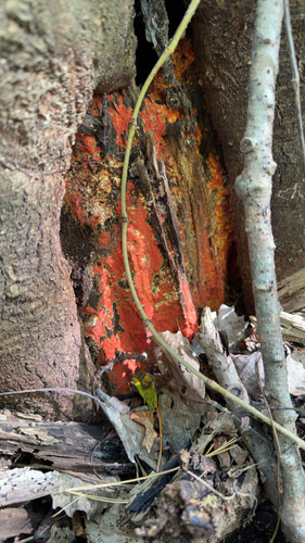 Phlebia coccineofulva, 2026-10-17