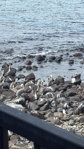 Brown Pelican observed by julieeelpz
