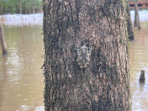 Cope's Gray Tree Frog observed by dougw