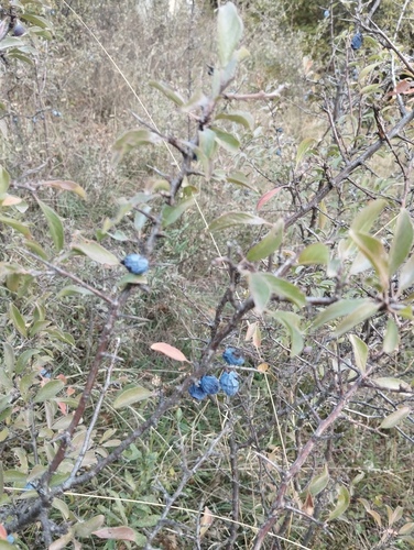 Blackthorn