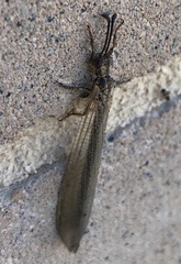 Creoleon lugdunensis