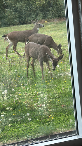 Mule Deer observed by swiltse