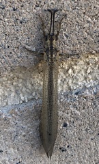 Creoleon lugdunensis