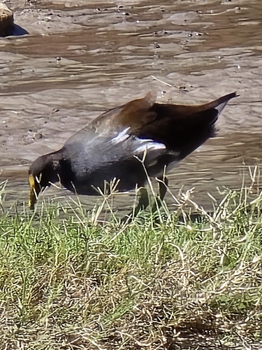 Common Gallinule observed by eagledance