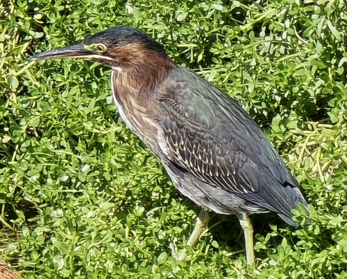 Green Heron observed by eagledance