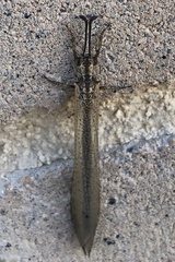 Creoleon lugdunensis