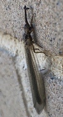 Creoleon lugdunensis