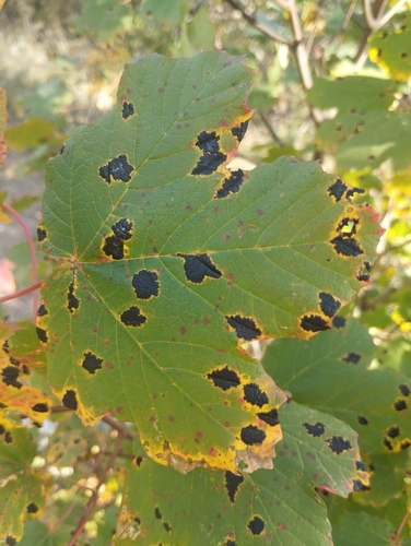 Black Tar Spot