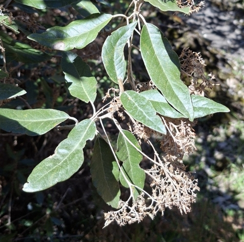 Olearia avicenniifolia observed 2026-10-17