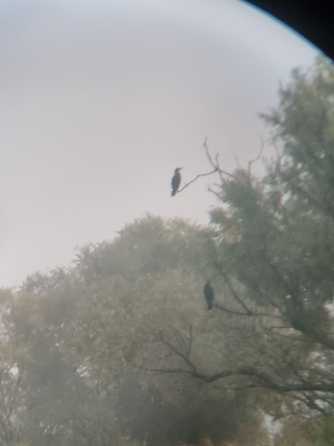 Great Cormorant