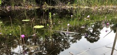 Utricularia purpurea image
