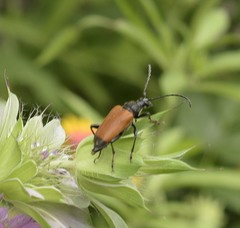 Trigonarthris atrata