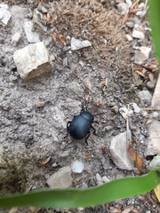 Timarcha tenebricosa