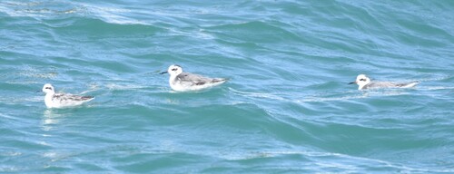 iNaturalist image