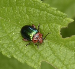 Kuschelina gibbitarsa