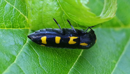 Ptosima undecimmaculata