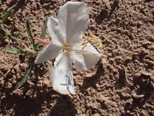 Oenothera albicaulis, 2026-10-10