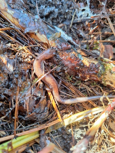 Eastern Red-backed Salamander observed by seanhh