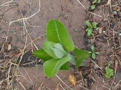 Asclepias syriaca