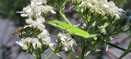 Green Anole observed by greatdivinemirror
