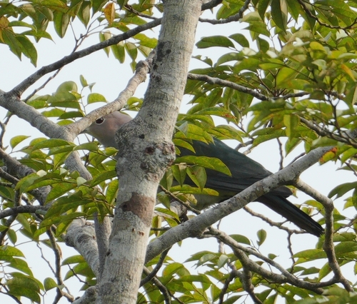 Ducula aenea observed 2026-10-16