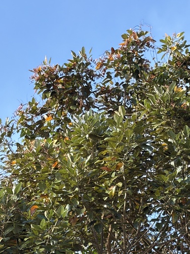 Erythrina fusca observed 2026-10-17
