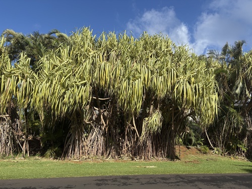 Pandanus tectorius observed 2026-10-17
