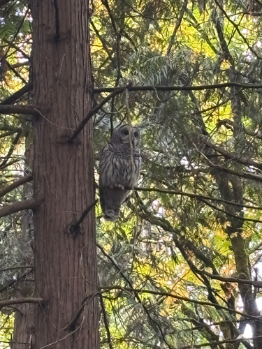 Barred Owl observed by rileymaniark
