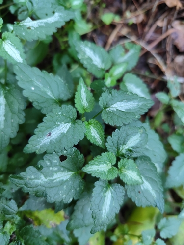 Spotted deadnettle