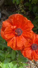 Papaver orientale