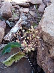 Saxifraga tridactylites