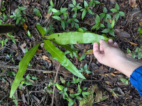 Campyloneurum phyllitidis observed 2026-10-17