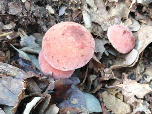Xerocomellus armeniacus
