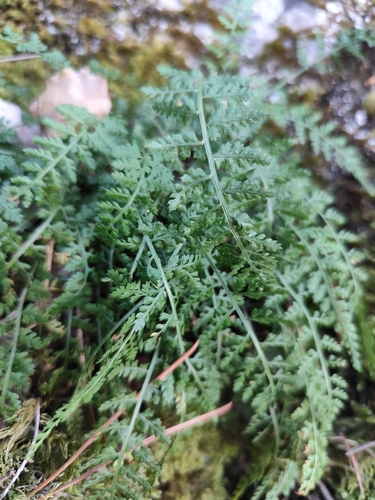 Smooth rock spleenwort